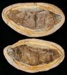 Boreosomus Fossil Fish From Madagascar - Triassic #16746-1